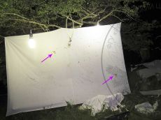 Marumba-quercus-_лёт